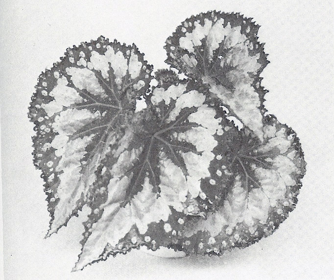 B. ‘Lois Covey’